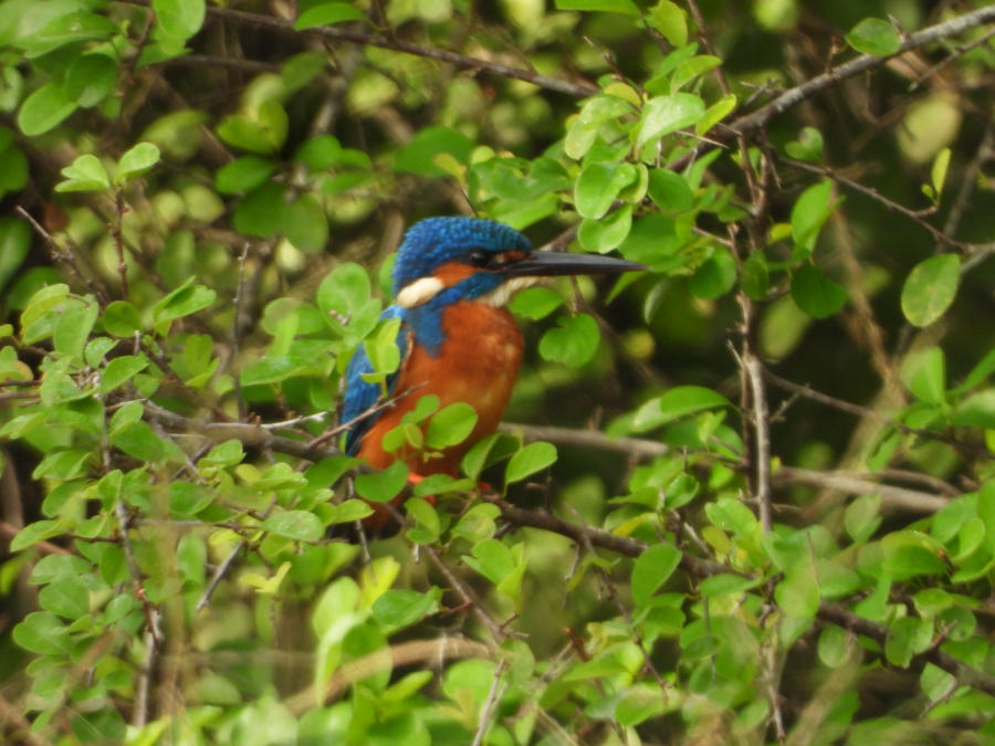 Common kingfisher perched among green leaves