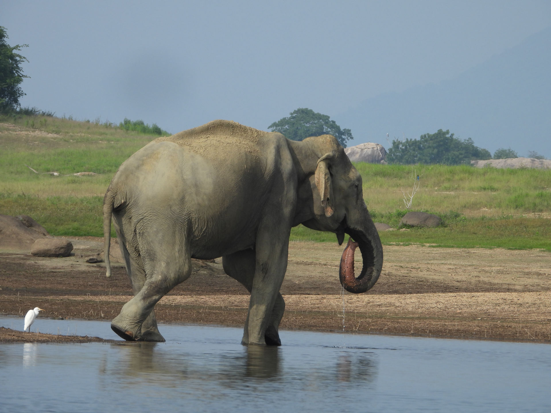 Asian elephant drinking at a waterhole with a cattle egret nearby