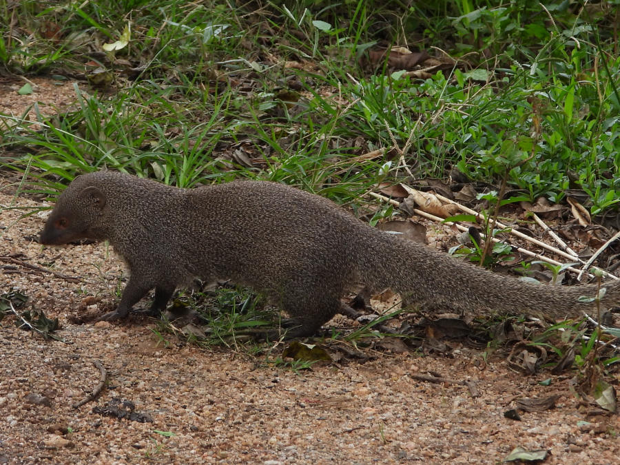 Ruddy mongoose walking along a forest path