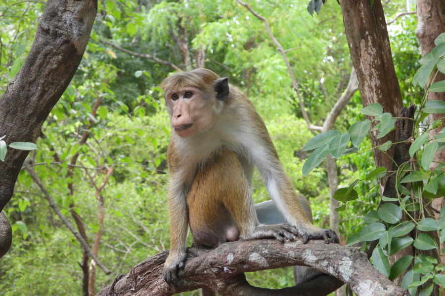 Toque macaque sitting on a forest branch